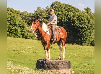 Draft Horse, Valack, 4 år, 173 cm, Tobiano-skäck-alla-färger