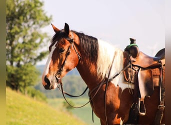 Draft Horse, Valack, 4 år, 173 cm, Tobiano-skäck-alla-färger