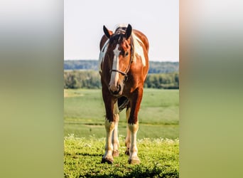 Draft Horse, Valack, 4 år, 173 cm, Tobiano-skäck-alla-färger