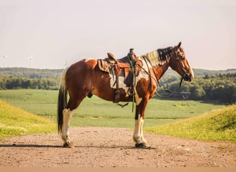 Draft Horse, Valack, 4 år, 173 cm, Tobiano-skäck-alla-färger