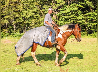 Draft Horse, Valack, 4 år, 173 cm, Tobiano-skäck-alla-färger