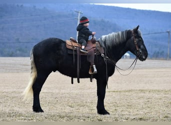Draft Horse Blandning, Valack, 4 år, Grå