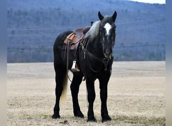 Draft Horse Blandning, Valack, 4 år, Grå