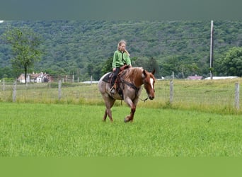 Draft Horse Blandning, Valack, 4 år, Rödskimmel