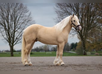 Draft Horse Blandning, Valack, 5 år, 147 cm, Champagne