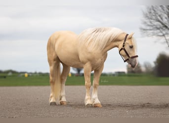 Draft Horse Blandning, Valack, 5 år, 147 cm, Champagne