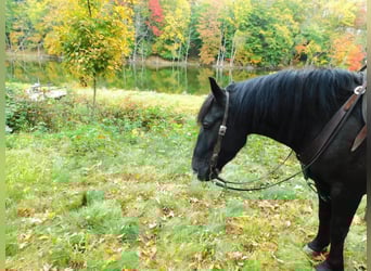 Draft Horse Blandning, Valack, 5 år, 150 cm, Svart