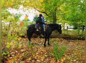 Draft Horse Blandning, Valack, 5 år, 150 cm, Svart