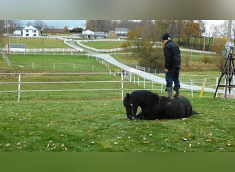 Draft Horse Blandning, Valack, 5 år, 150 cm, Svart