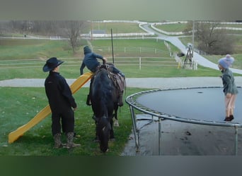 Draft Horse Blandning, Valack, 5 år, 150 cm, Svart
