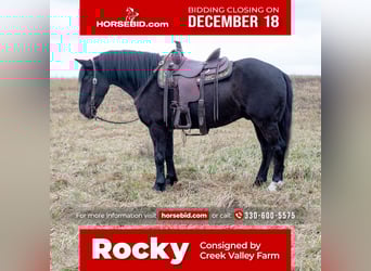 Draft Horse Blandning, Valack, 5 år, 150 cm, Svart