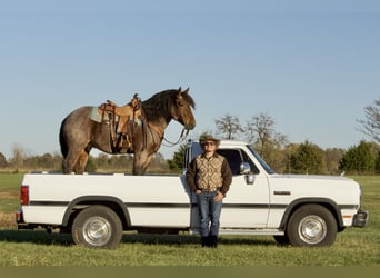 Draft Horse Blandning, Valack, 5 år, 152 cm, Brunskimmel