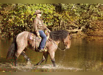 Draft Horse, Valack, 5 år, 152 cm, Brunskimmel