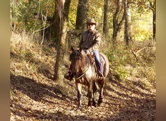 Draft Horse, Valack, 5 år, 152 cm, Brunskimmel