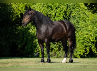 Draft Horse Blandning, Valack, 5 år, 155 cm, Brun
