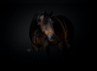 Draft Horse Blandning, Valack, 5 år, 155 cm, Brun