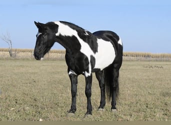 Draft Horse, Valack, 5 år, 155 cm, Overo-skäck-alla-färger