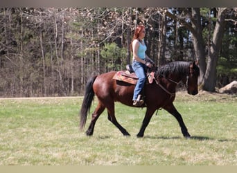 Draft Horse, Valack, 5 år, 157 cm, Brun