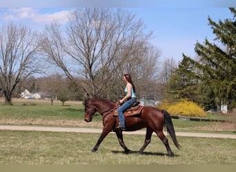 Draft Horse, Valack, 5 år, 157 cm, Brun