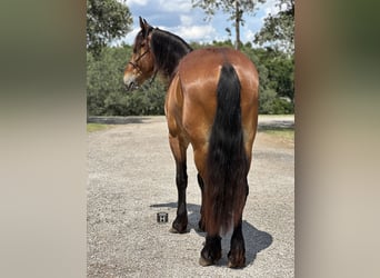 Draft Horse Blandning, Valack, 5 år, 160 cm, Brun