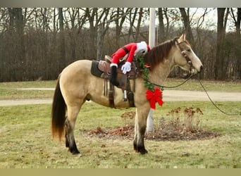 Draft Horse, Valack, 5 år, 160 cm, Overo-skäck-alla-färger