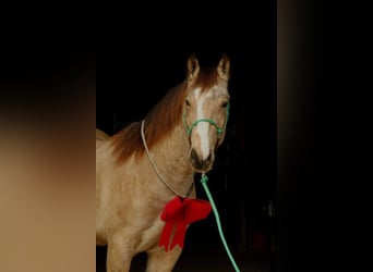 Draft Horse, Valack, 5 år, 160 cm, Overo-skäck-alla-färger