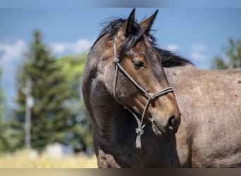 Draft Horse Blandning, Valack, 5 år, 163 cm, Brunskimmel