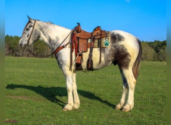 Draft Horse Blandning, Valack, 5 år, 163 cm, Grå