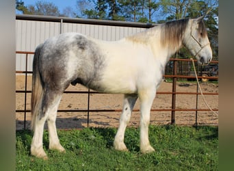 Draft Horse Blandning, Valack, 5 år, 163 cm, Grå