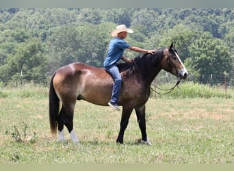 Draft Horse Blandning, Valack, 5 år, 163 cm, Gulbrun