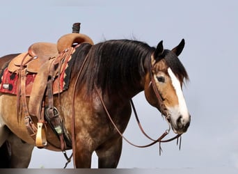 Draft Horse Blandning, Valack, 5 år, 163 cm, Gulbrun