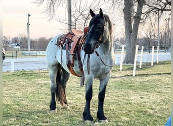 Draft Horse Blandning, Valack, 5 år, 163 cm, Konstantskimmel