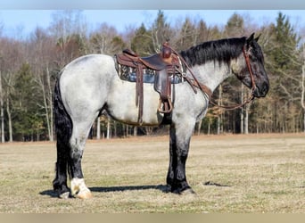 Draft Horse Blandning, Valack, 5 år, 163 cm, Konstantskimmel
