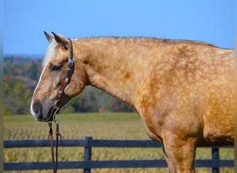 Draft Horse, Valack, 5 år, 163 cm, Palomino
