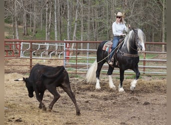 Draft Horse, Valack, 5 år, 163 cm, Tobiano-skäck-alla-färger