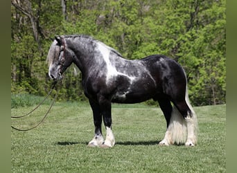 Draft Horse, Valack, 5 år, 163 cm, Tobiano-skäck-alla-färger