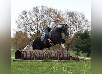 Draft Horse, Valack, 5 år, 163 cm, Tobiano-skäck-alla-färger