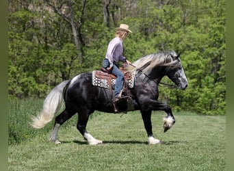 Draft Horse, Valack, 5 år, 163 cm, Tobiano-skäck-alla-färger