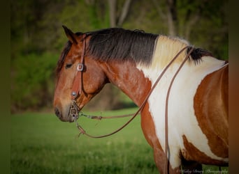 Draft Horse Blandning, Valack, 5 år, 165 cm, Brun