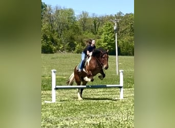 Draft Horse Blandning, Valack, 5 år, 165 cm, Brun