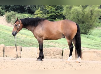 Draft Horse Blandning, Valack, 5 år, 165 cm, Brun