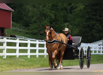 Draft Horse Blandning, Valack, 5 år, 168 cm, Fux med ål