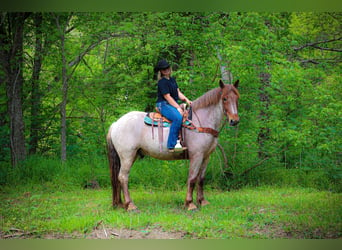 Draft Horse, Valack, 5 år, 168 cm, Rödskimmel