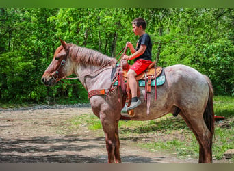 Draft Horse, Valack, 5 år, 168 cm, Rödskimmel