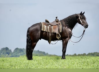 Draft Horse, Valack, 5 år, 168 cm, Svart