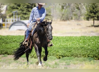 Draft Horse Blandning, Valack, 5 år, Black
