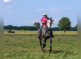 Draft Horse, Valack, 5 år, Grå