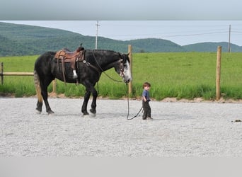 Draft Horse Blandning, Valack, 5 år, Grå