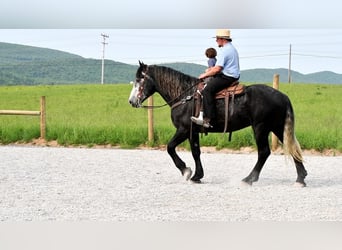 Draft Horse Blandning, Valack, 5 år, Grå