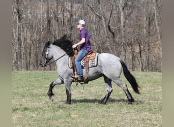 Draft Horse, Valack, 5 år, Konstantskimmel
